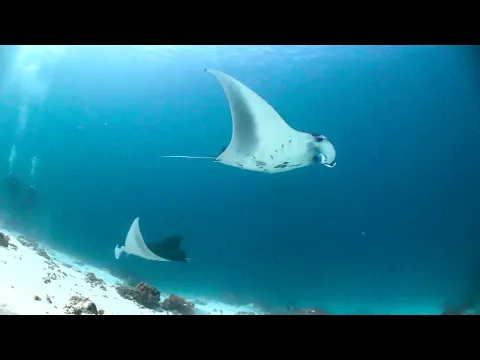 Wild Oceans - Trailer