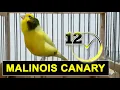 Download Lagu canary bird singing - 12h  training song