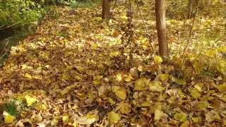 طبيعة الخريف صوت أوراق                     دندنها
