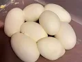 Pulling a Ball Python clutch of eggs