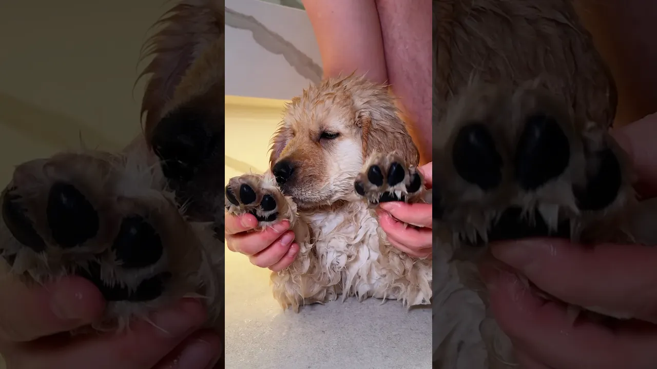 The Golden Shower 🐶🧼