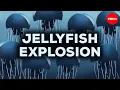 The one thing stopping jellyfish from taking over - Mariela Pajuelo Javier Antonio Quinones