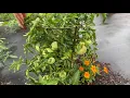Download Lagu Tomatoes, Birch Log Garden , Pollinator Plants ~ Garden Walk #tomato #garden #food