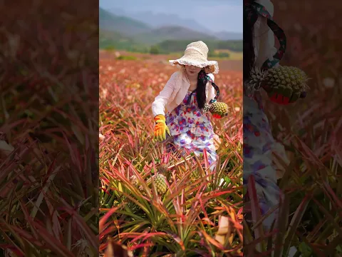 Beautiful Nature with Rural Life - Harvest the sweet and juicy pineapples
