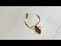 Download Lagu Pseudoscorpion Tangles With A Juvenile Cobweb Spider
