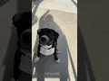 Danny playing fetch