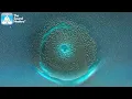 800hz Whole Body Rejuvenation While You Sleep - RIFE All Purpose Frequency