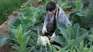 【二米炊烟】Cauliflower 收穫一顆大花菜，烹調美味的豌豆臘腸煲仔飯