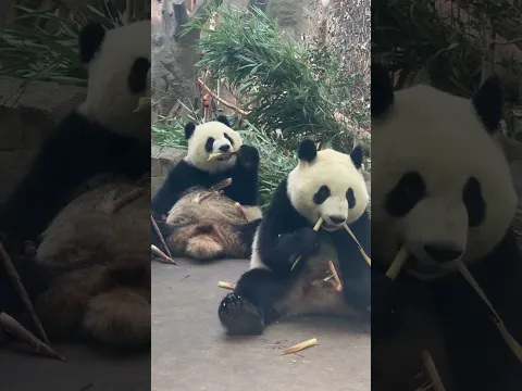 9.2金豆輪文你們好漂亮! 豆豆喫飯的速度比小文快一些哈哈，小文就像大舅一樣優雅。還有豆豆頭頂後方有一挫凸起，弓著身體低頭時看頭型有點像慄子頭。 #大熊貓金豆 #大熊貓輪文 #來這吸熊貓 #