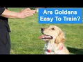 Are Golden Retrievers Easy To Train The Truth About Training Goldens