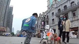 The dog on the skateboard bumped into a little fan
