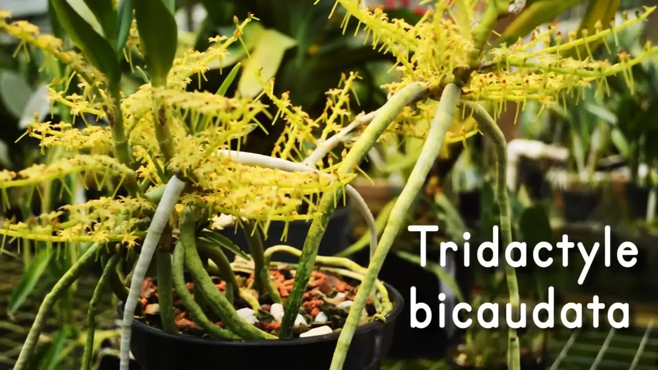ORQUÍDEA TRIDACTYLE BICAUDATA: LA HERMOSA AFRICANA