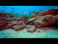 Download Lagu Scuba Diving Natal/RN -Brasil Dive Spot Barreirinhas Coral Reef