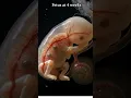 Fetus at 4 Weeks Early Pregnancy Development Explained