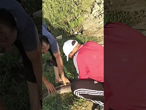 صيد سمكه عملاقه #fish_catching #fishing #اكسبلور