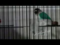 Download Lagu LOVEBIRD SELO GEDEG MASTERAN (NADA KERING) SUARA LOVEBIRD JANTAN KONSLET