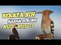 Download Lagu Mengenal Lebih Dekat Burung Hud Hud / Berapa sih Harga Burung HUD HUD?