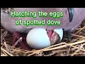 Download Lagu The process of hatching the eggs of the dekukur