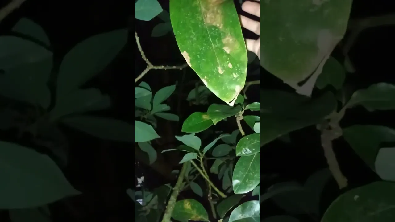 Nyuluh burung sogon