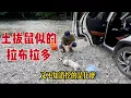 Download Lagu 天氣太熱，在河邊洗車，調皮的小狗跳到水裡，到處亂挖東西