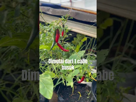 Kebun ZaKeSa | Semua ini dimulai dari Sebiji Cabe Busuk di Kulkas