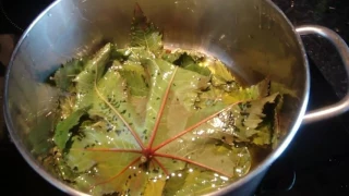 زيت الخروع استخراجه و منافعه خاص بنزلات البرد الحادة 