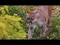 Autumn Wildlife, Beautiful Relaxing Music, Peaceful Soothing Instrumental Music, by Tim Janis