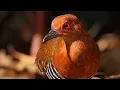 Download Lagu Suara Pemikat Burung Sintar Ampuh