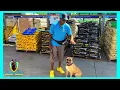 AKIRA Socializations Public Access Training Lowes