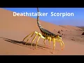 Download Lagu Terrifying and Rare Scorpions for Kids