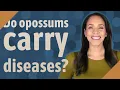 Do opossums carry diseases