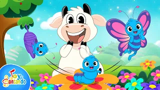 La Oruguita 🐛 | Canción Infantil de la Mariposa con La Vaca Lola 🐮 | Toy Cantando