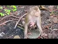 🔴 LIVE 🐒💛 Baby LAUREL Practices Her Little Walking Steps with Mama LORA Nearby 🌿