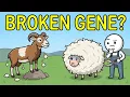 Why Sheep Can t Stop Growing Wool