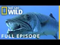 Download Lagu Underwater Killers (Full Episode) | World's Deadliest