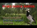 Download Lagu Pancingan Jalak Suren Untuk Terapi Jalak Suren Yang Macet Bunyi