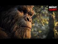 Download Lagu Terrifying Bigfoot Encounter in the Woods — Full Clip Released