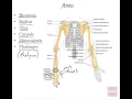06 Appendicular Skeleton Anatomy and Physiology