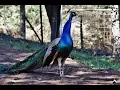 Download Lagu Peacock calls and Peahen calls MP3