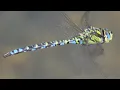 Download Lagu Libelle - Dragonfly - Spektakuläre Flugaufnahmen