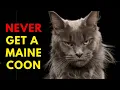 Lagu 13 Reasons To Never Ever Adopt A Maine Coon Cat