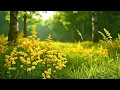 Download Lagu Summer Field Ambience for Deep Relaxation | Enchanted Lady's Bedstraw Wildflower MEADOW