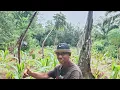 Download Lagu JOM TENGOK KEBUN AKI ATOI DAN KEBUN KAKAK KANDUNG //