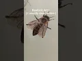 REALISTIC BEE DRAWING