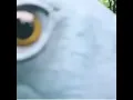 Download Lagu bitch I'm a bird