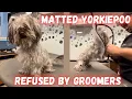 Grooming a YorkiePoo MULTIPLE groomers REFUSED to groom and TURNED AWAY