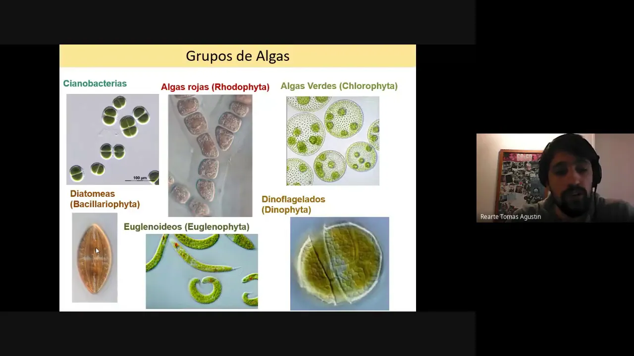 Las microalgas. ¿Qué son y cómo podemos utilizaras en la biorremdiación?
