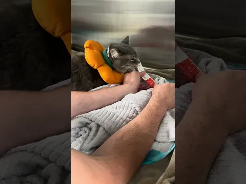 Cat arrived fighting for her life.