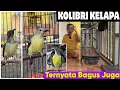 Lagu TERNYATA BURUNG INI BAGUS JUGA || KOLIBRI KELAPA