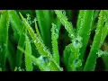 Download Lagu Nature whatsapp status | Malayalam Whatsapp Status | Tamil WhatsApp Status | Charlie - Pularikalo